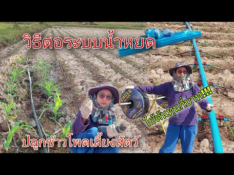 ปลูกข้าวโพดเลี้ยงสัตว์ ep.2วิธีต่อระบบน้ำหยดง่ายๆ