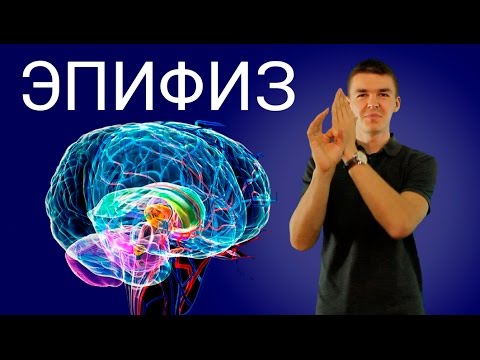 Эпифиз. Почему он так важен для человека. ПОЗНАНИЕ #1