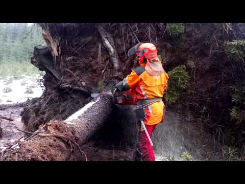 Chainsaw Husqvarna 572XP HARD WORK!EXTREME CUTTING!
