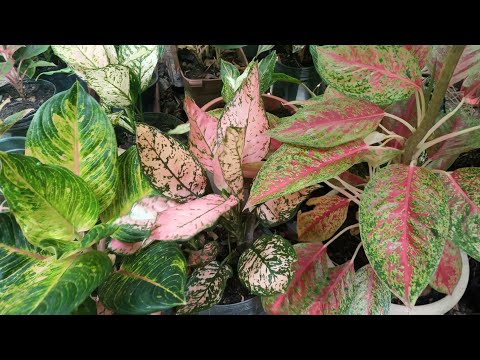 ATUALIZAÇÃO DO CANTINHO DAS AGLAONEMAS e outras plantas coloridas