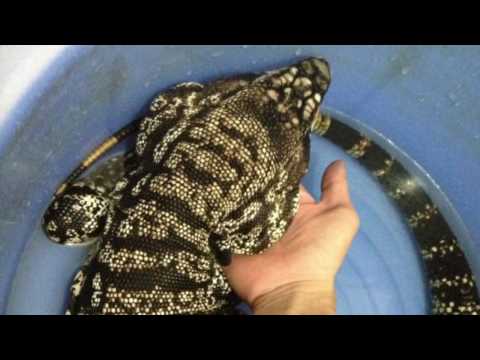 Tổng Hợp Kỳ đà tegu argentina b&amp;w tại Pop Pet Shop (Phần1)