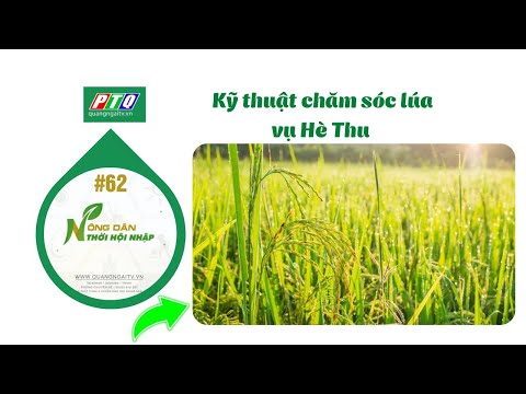 #62 | Hướng dẫn sử dụng phân bón cho cây lúa vụ Hè Thu | Nông dân hội nhập | PTQ