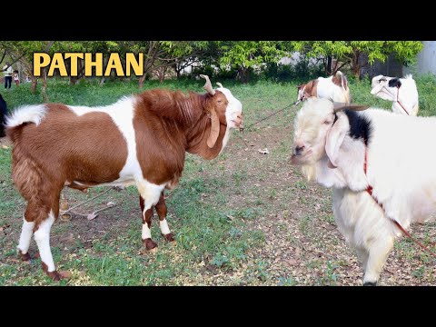 Thumbnail for Nayaab Kota Or Malwa Goats Arrived At Arbaz Goat's