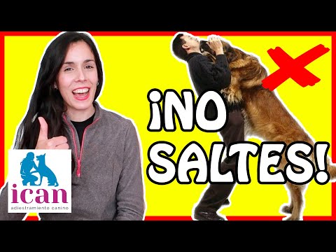 Thumbnail for ¿CÓMO EVITAR que mi PERRO SALTE ENCIMA? | ERRORES y TRUCOS 100% EFECTIVOS.