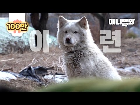 자신을 구해준 사람에게 유기견이 두 달 동안 한 일ㅣReason Why a Stranger Dog Peepeed at My Wife