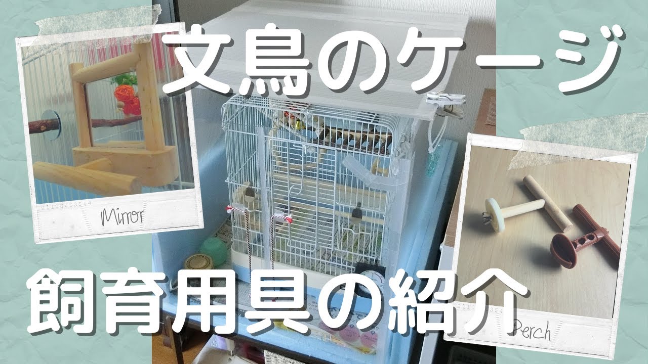 Thumbnail for 【文鳥のケージ紹介】餌入れ、おもちゃなどの飼育用具を紹介 Java sparrow