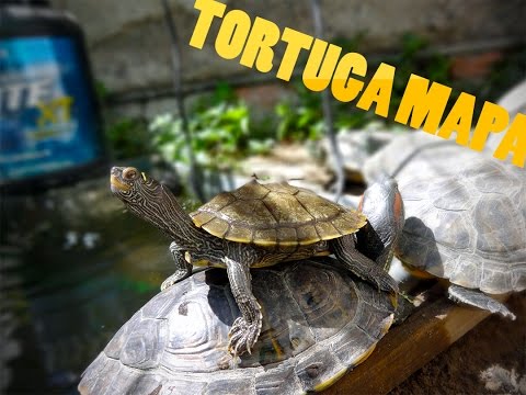 Tortuga Mapa envidiosa con Tortuga Taricaya