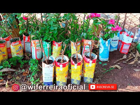 Venha aprender de vez a fazer mudas de Primavera (Muito simples) !