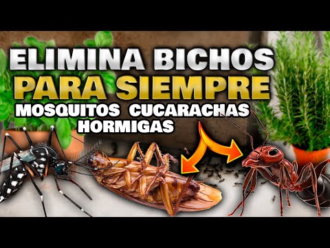 3 Recetas EFECTIVAS para ELIMINAR CUCARACHAS, HORMIGAS y MOSQUITOS para SIEMPRE | Acabar con Plagas