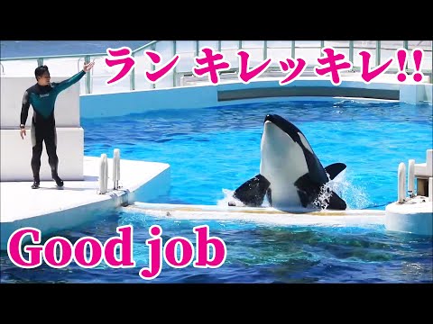 Thumbnail for ランのキレッキレ「シャチパフォーマンス」鴨川シーワールド シャチショー KamogawaSeaWorld