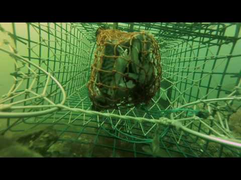 Thumbnail for Live look at lobster trap in action