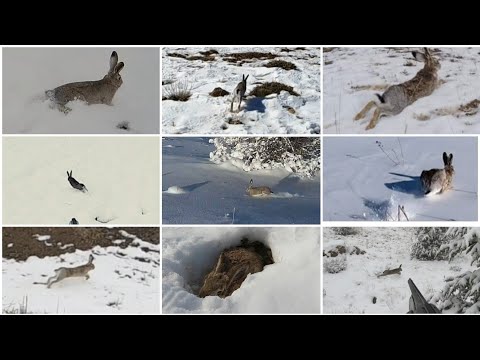 Bunny hunting in the snow, excellent picks, Tavşan avı, Hare Hunting, صيد الأرانب ,охота на кроликов