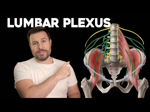 Thumbnail for The Lumbar Plexus, Explained | Corporis