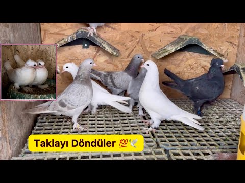 Thumbnail for KUŞLAR ÜÇLÜ UÇUMDA TAKLAYI ÇEVİRDİ & BALKONDAKİ BEYAZ YAVRULAR BÜYÜDÜ - Taklacı Güvercin Oyunkuşu