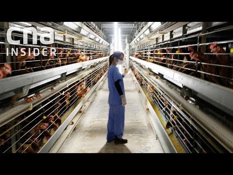 Inside Singapore&apos;s Largest Egg Farm