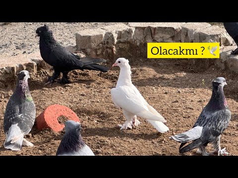 BEYAZ YAVRU Bİ ANDA TAKLAYI ÇEVİRDİ - Taklacı Güvercin Oyunkuşu