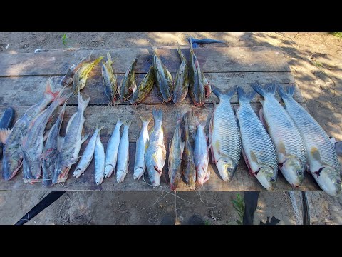 Nuevo lugar en el chuza río el dorado y las bogas arrasaron con el harinado . muchos paty y bagres