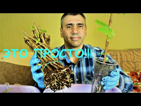 Укоренение &quot;проращивание&quot; черенков в кокосовой стружке.