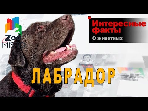 Лабрадор - Интересные факты о породе