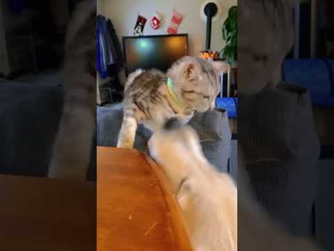 Cutest Animals On The Internet