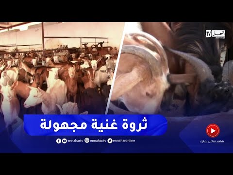 تربية الماعز في الجزائر..الشعبة الغنية المجهولة