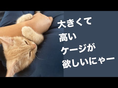 子猫マンチカンと飼い主のためにケージを新調した件