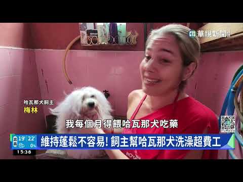 古巴國寶犬不好養！　民生物資短缺飼主負擔大｜華視新聞 20230303