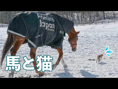 Thumbnail for 猫を追いかけるアドマイヤジャパン｜ヴェルサイユリゾートファーム