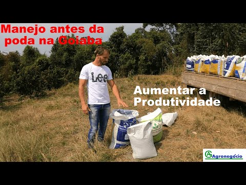 Como aumentar a produtividade na Goiaba  # Adubação na Goiaba  # Agronegócio #como adubar goiaba