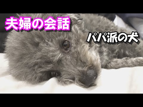 Thumbnail for 【昭和夫婦の会話】パパ派の犬が毎日とる行動が面白い
