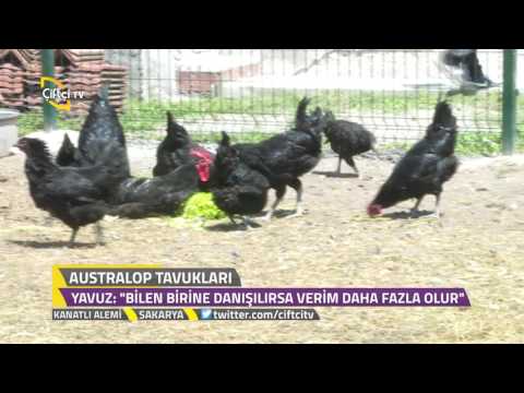 Thumbnail for Kanatlı Alemi - Australorp Irkı Tavuk Türleri ve Özellikleri