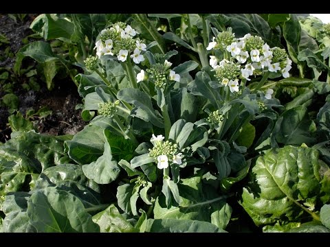 Thumbnail for How to grow Gailan - Chinese broccoli 种植芥兰