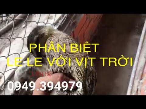 Hướng dẫn phân biệt Le Le và vịt Trời.