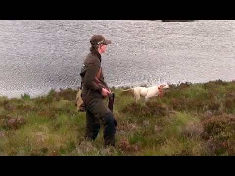 Thumbnail for The Shooting Show – grouse over pointers special