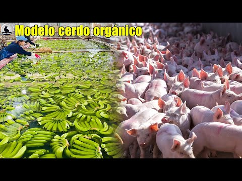 Modelo cerdo orgánico - Granja modelo de cerdos que solo comen plátanos