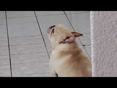 Thumbnail for French Bulldog cries when owner leaves. very sad but cute