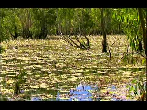 Thumbnail for Ray Mears' Wild Food (1)