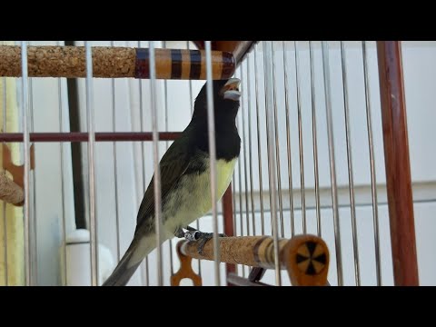 PAPACAPIM viviti CANTANDO o verdadeiro CANTO viviti da baía  !