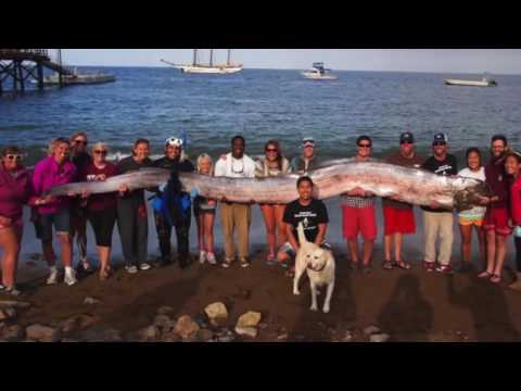 10 Datos curiosos del océano CG#3