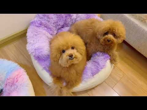 怎樣養成三隻胖胖的狗子(跨年2023快樂)