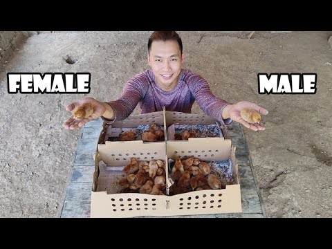 Pano Malaman Kung Babae o Lalaki ang Sisiw