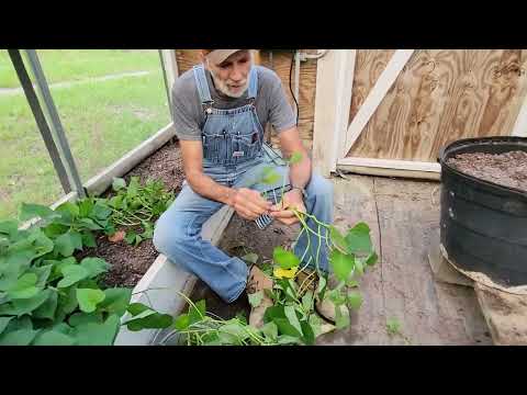 Thumbnail for Unlock The SECRETS to Growing Sweet Potato Slips!