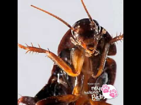 Nag sasalitang Ipis Na pinapatay nyo lang ( my talking pet )