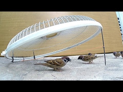 Thumbnail for Electric fan guard bird trap
