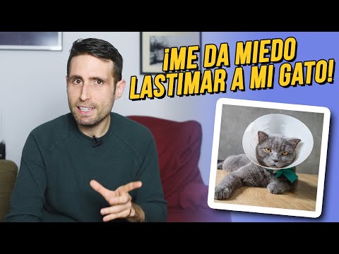Mi gato se pone muy nervioso y me da miedo lastimarlo cuando lo estoy curando, ¿cómo lo hago?