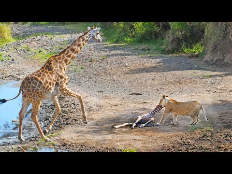 Intense Battle Between Lioness & Giraffe Over Her Newborn Baby
