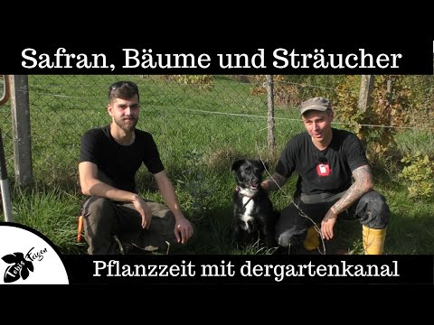 Pflanzzeit | dergartenkanal zu Besuch | Safran und Bäume pflanzen