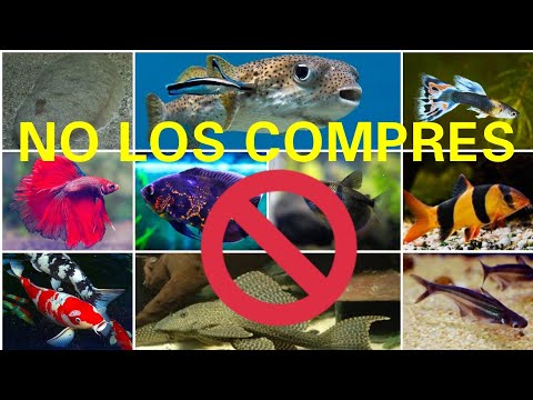 LOS 10 PECES QUE NUNCA DEBES COMPRAR, ES UN PROBLEMA TENERLOS