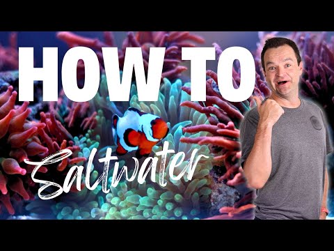 Beginner&apos;s Guide To Saltwater Aquariums 2024