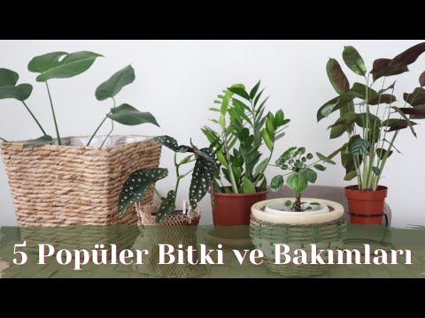 5 Popüler Bitki ve Bakımları | Bitki Bakımı